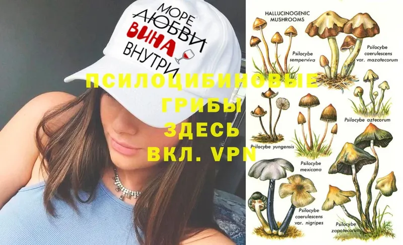 Галлюциногенные грибы Psilocybine cubensis  закладка  Коркино 